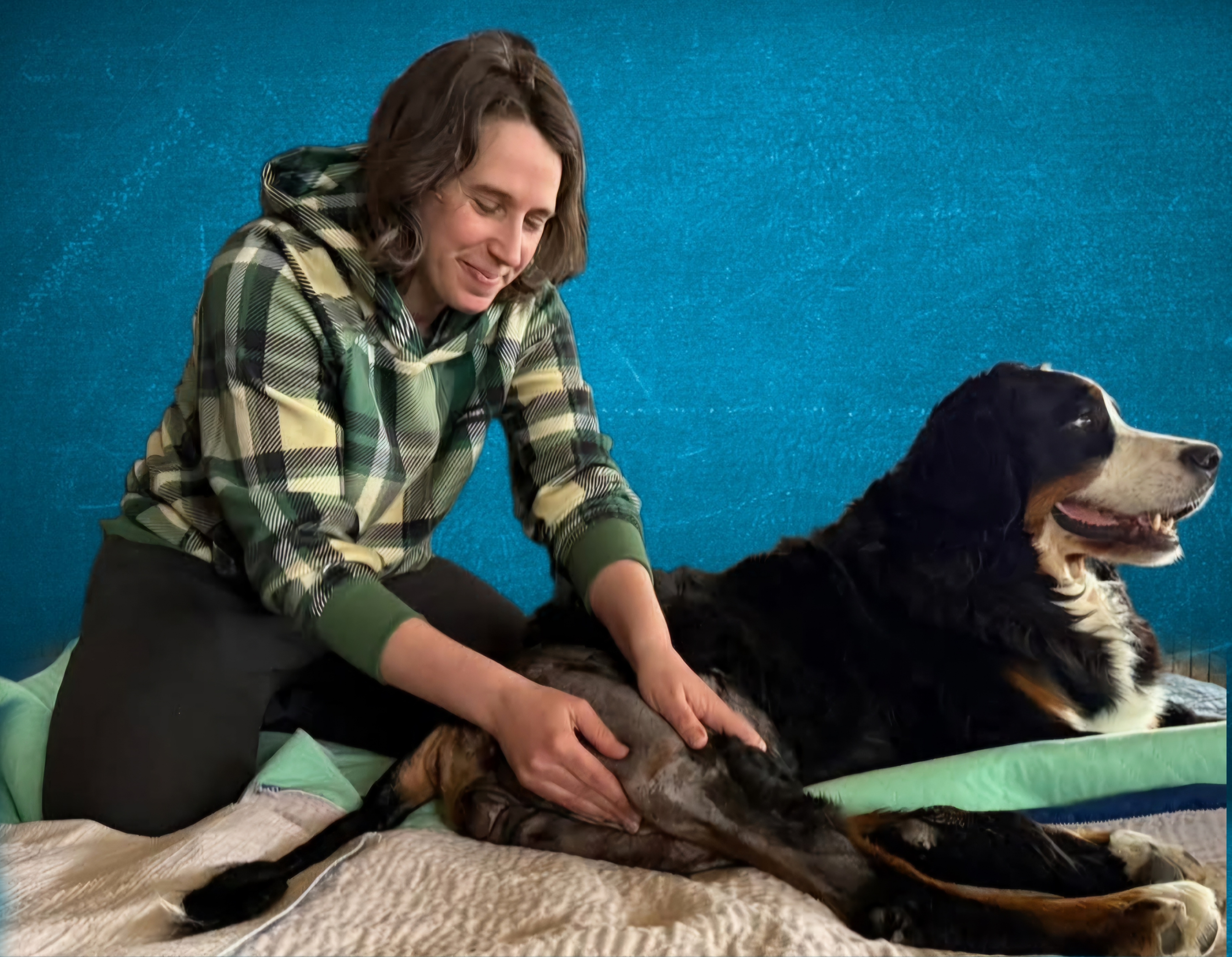 A dog receiving canine massage against a blue background
